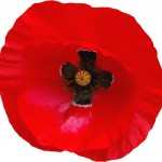 poppy-01-800