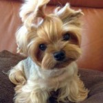topknot