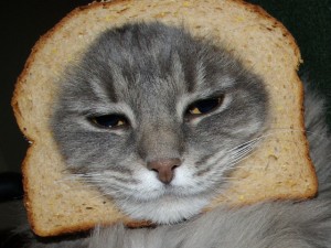 cat-breading-tutorial-004