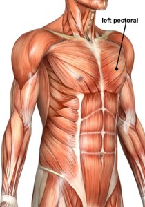 frontanatomy-blog-pectoral
